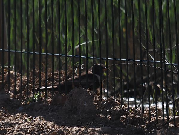 Merla de pit blanc  - Olga Gairin Deulofeu