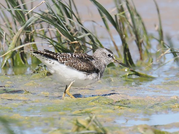 Valona  - Olga Gairin Deulofeu