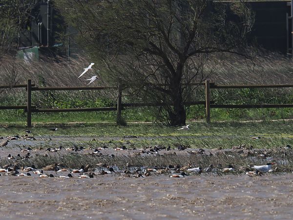 Xatrac comú  - Olga Gairin Deulofeu