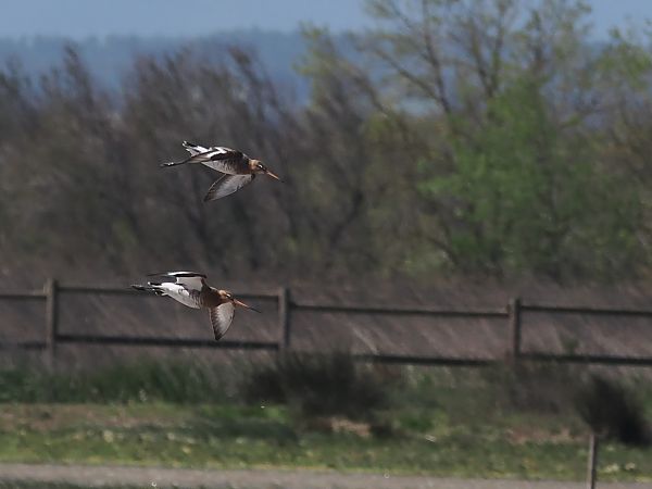 Tètol cuanegre  - Olga Gairin Deulofeu