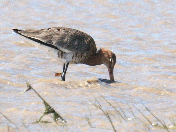 Tètol cuanegre  - Olga Gairin Deulofeu
