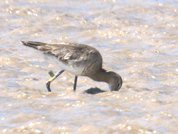 Tètol cuanegre  - Olga Gairin Deulofeu