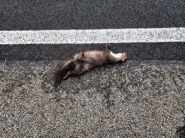 Fagina, gorjablanc  - Pere-Miquel Parés i Casanova
