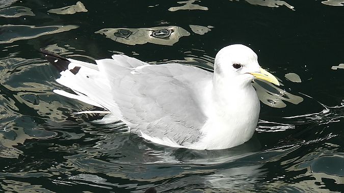 Gavineta de tres dits  - Paco Torres