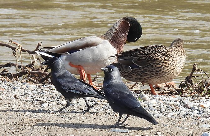 Gralla  - Paco Torres