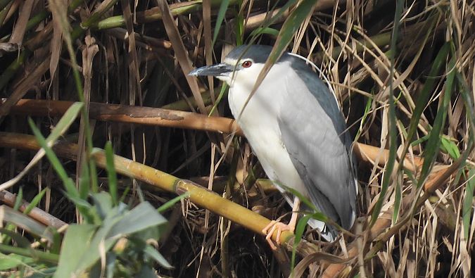 Martinet de nit  - Paco Torres