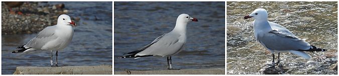 Gavina corsa  - Paco Torres