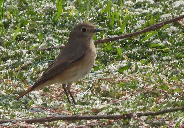 Cotxa cua-roja  - Paco Torres
