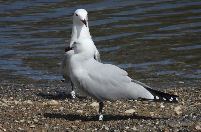 Gavina corsa  - Paco Torres