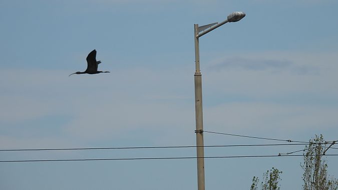 Capó reial  - Paco Torres