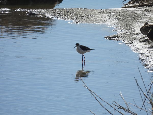 Cames llargues  - Paco Torres