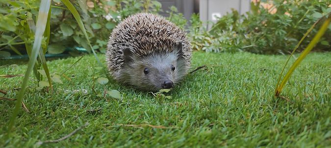 Eriçó clar  - Sergi Garcia