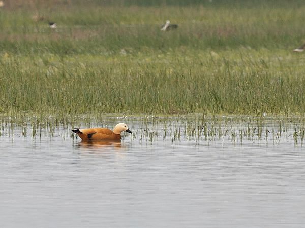 Ànec canyella  - Ramon Homs Marquès
