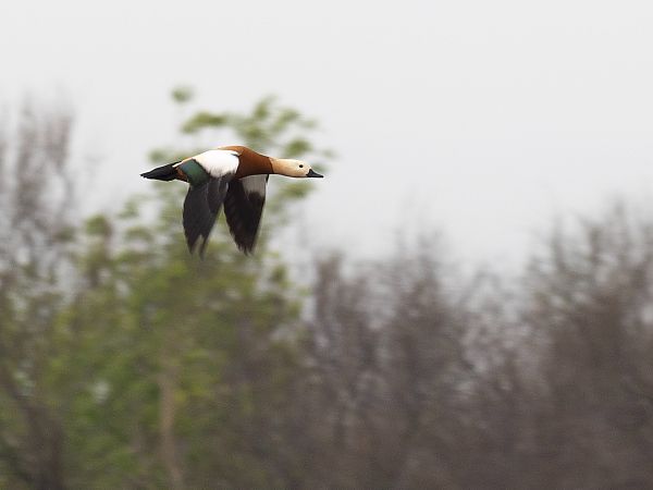 Ànec canyella  - Ramon Homs Marquès