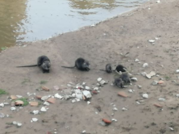 Coipú  - Josep Maria Flores