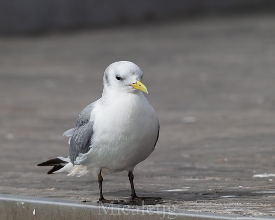 Gavineta de tres dits  - Miguel Jodas Gomis