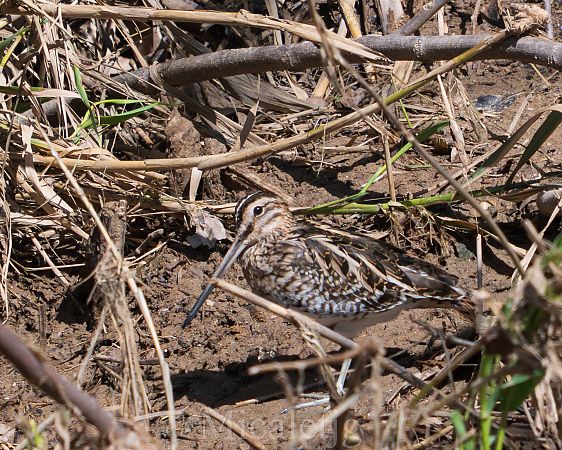 Becadell comú  - Miguel Jodas Gomis