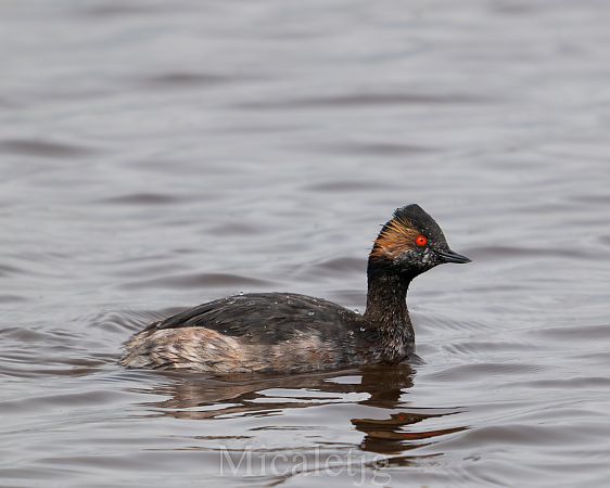 Cabussó collnegre  - Miguel Jodas Gomis