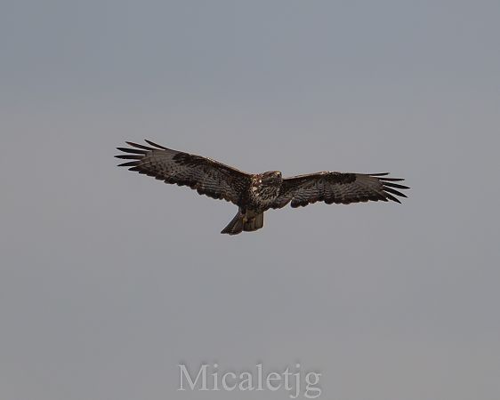 Aligot comú  - Miguel Jodas Gomis
