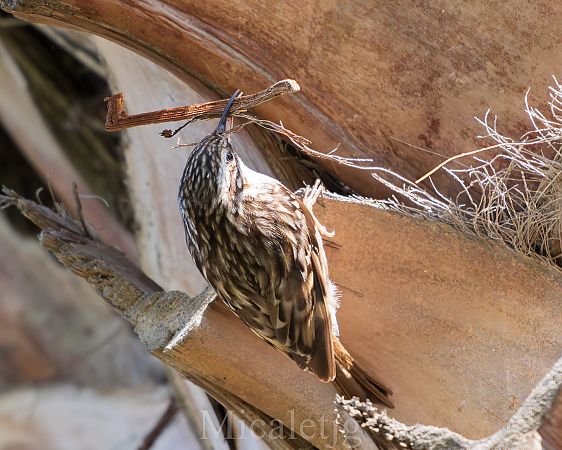 Raspinell comú  - Miguel Jodas Gomis
