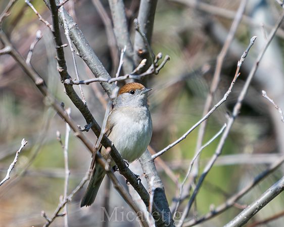 Tallarol de casquet  - Miguel Jodas Gomis