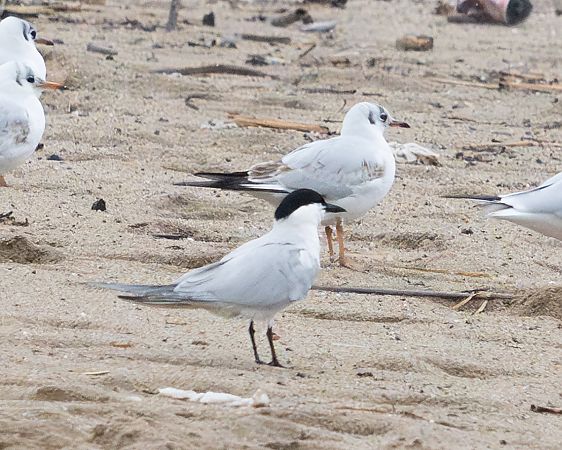Pagaza Piconegra  - Miguel Jodas Gomis