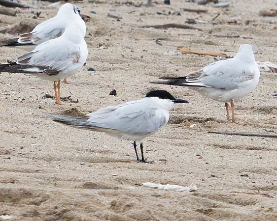 Curroc  - Miguel Jodas Gomis