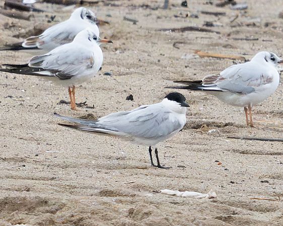 Curroc  - Miguel Jodas Gomis