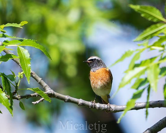 Cotxa cua-roja  - Miguel Jodas Gomis
