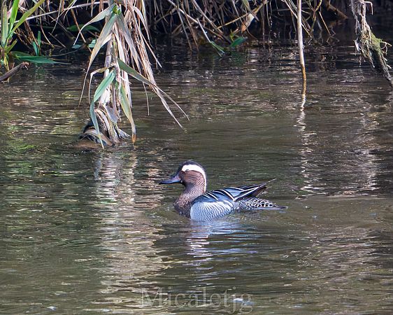 Xarrasclet  - Miguel Jodas Gomis
