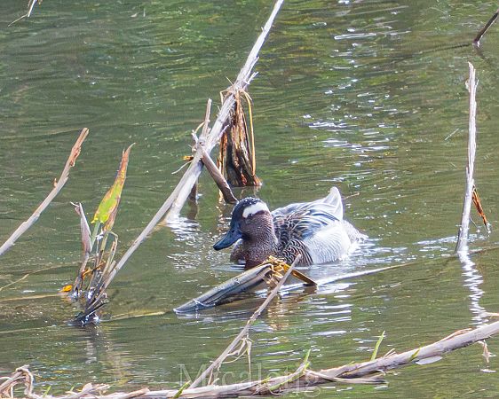 Xarrasclet  - Miguel Jodas Gomis