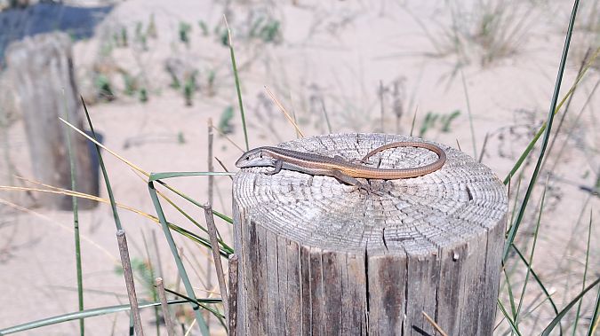 Sargantana cuallarga  - Adrià Navarro