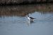 Cames llargues (Himantopus himantopus) © Autor ocult