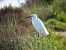 Martinet blanc (Egretta garzetta) © Autor ocult