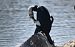 Grand Cormoran (Phalacrocorax carbo) © Josep TeixidÓ