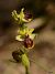 Ophrys sphegodes © Jean Bisetti