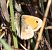 Lleonada comuna (Coenonympha pamphilus) © Màrius Domingo