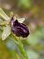 Ophrys passionis  - Daniel González