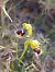 Ophrys bilunulata  - Daniel González