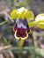 Ophrys bilunulata  - Daniel González