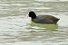 Fotja vulgar (Fulica atra) © Joaquim Bonfill