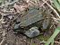 Granota verda (Pelophylax perezi) © Javier Romera Cabrera
