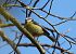 Mallerenga blava (Cyanistes caeruleus) © Eulàlia Maspons