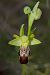 Ophrys forestieri © Xavier Alamany