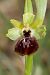 Ophrys arachnitiformis © Xavier Alamany