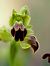 Ophrys forestieri  - Ramon Calvet i Falgueras