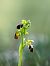 Ophrys forestieri  - Ramon Calvet i Falgueras
