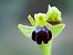 Ophrys forestieri  - Ramon Calvet i Falgueras