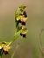 Ophrys forestieri  - Ramon Calvet i Falgueras