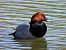 Morell de cap roig (Aythya ferina) © Autor ocult
